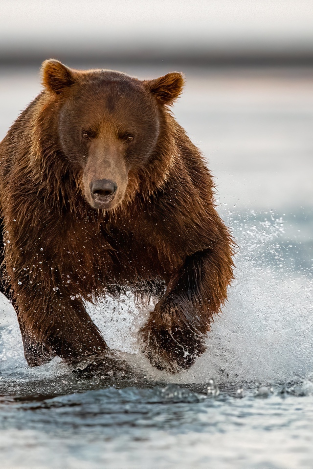 Большой бурый медведь бежит по воде