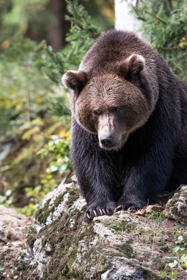 Большой бурый медведь сидит на камне