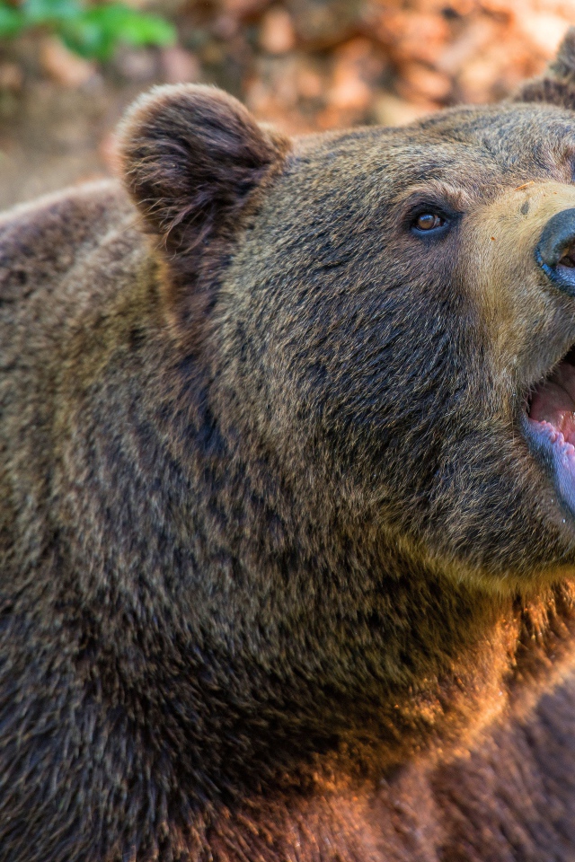Большой бурый медведь с открытой пастью 