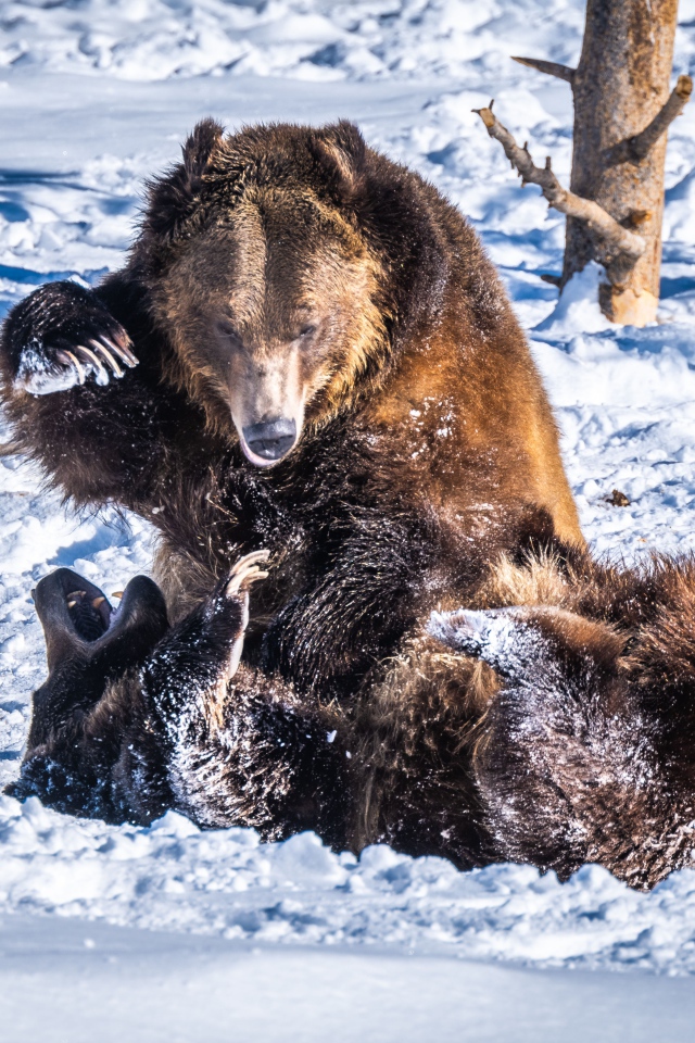 Два бурых медведя дерутся на снегу