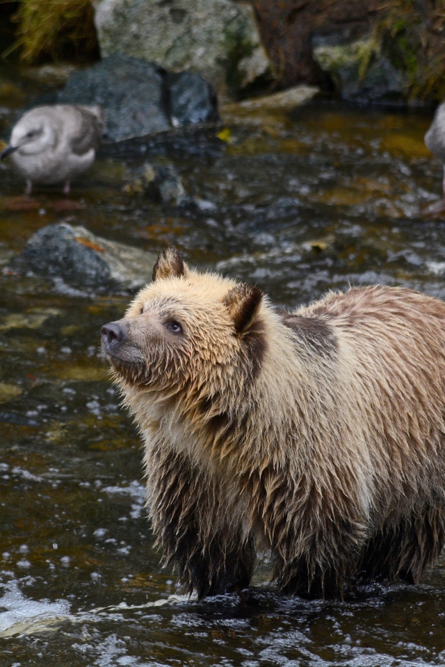 Wet brown bear hunting in the river
