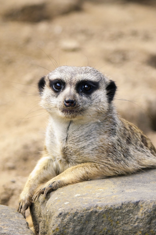 Забавный сурикат лежит на камне 