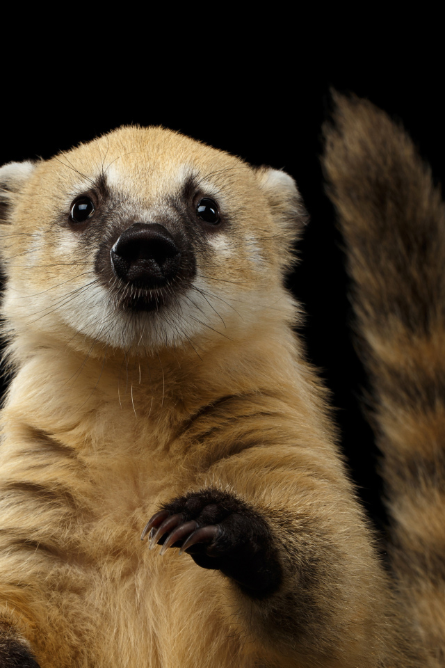 Обыкновенная носуха на черном фоне