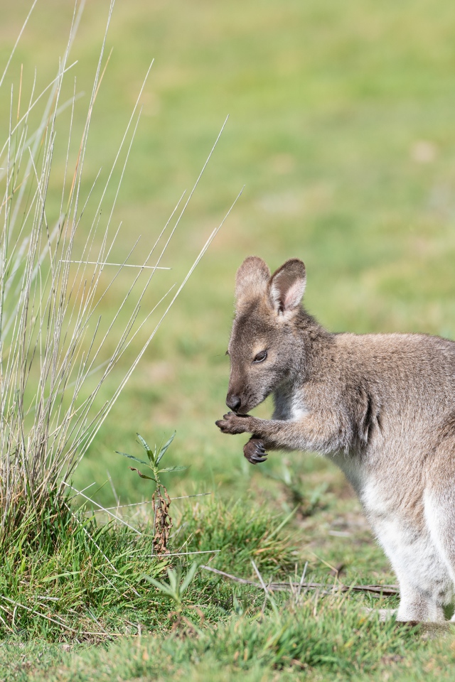 Серый кенгуру сидит на зеленой траве