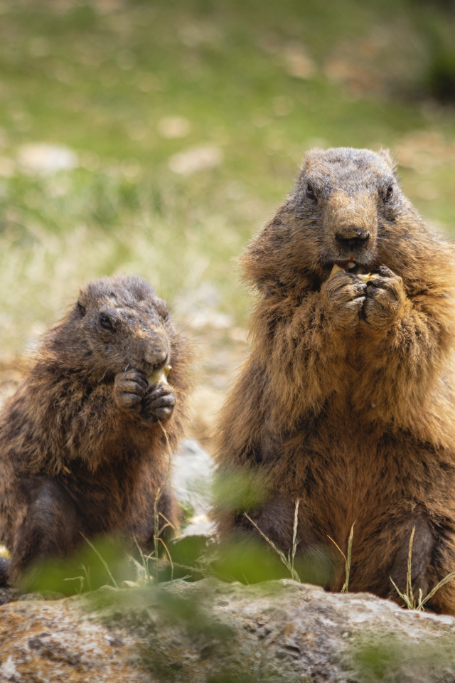 Сурок с детенышем едят корм 
