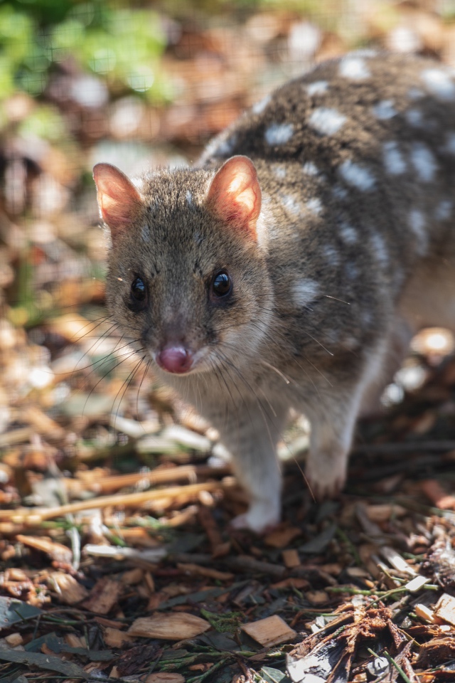 Крапчатая сумчатая куница на земле 