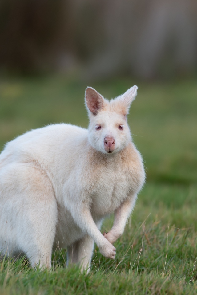 Белый кенгуру на зеленой траве 