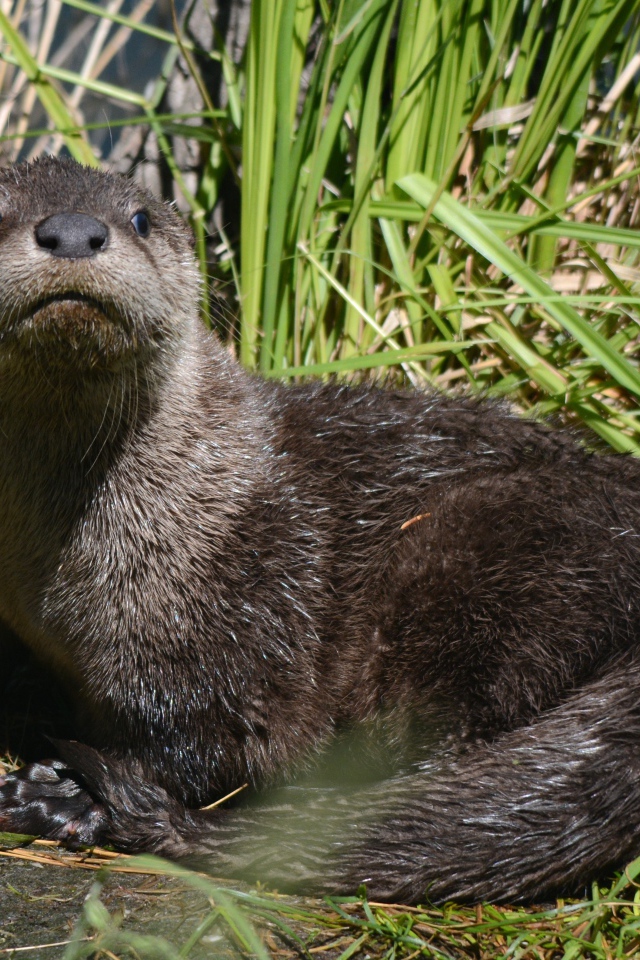 Молодая выдра в камышах у воды