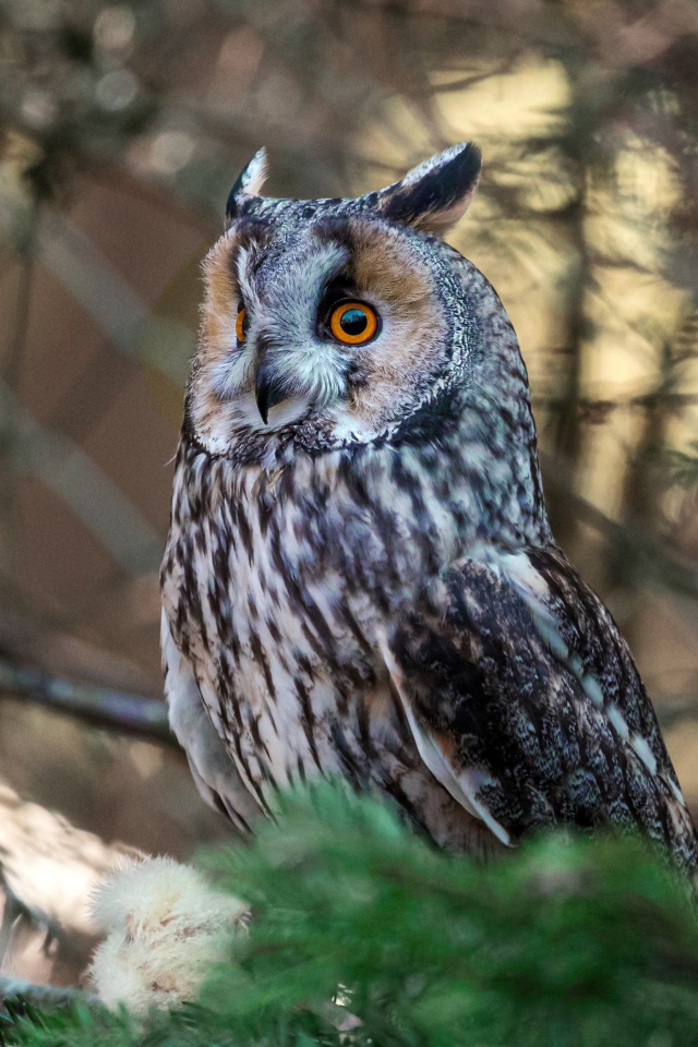 Большая ушастая сова сидит на ветке ели