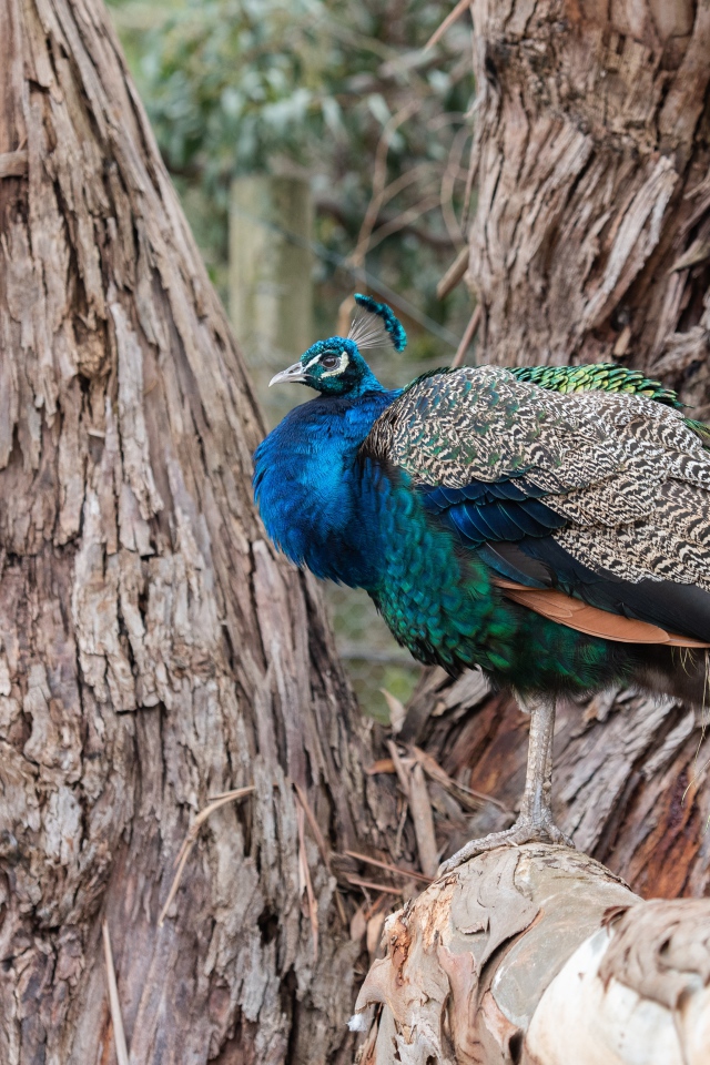 Большой фазан сидит на дереве