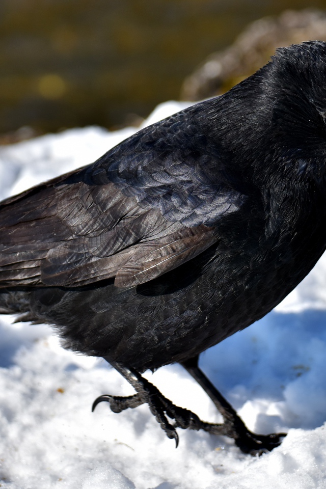 Черный ворон стоит на холодном снегу 