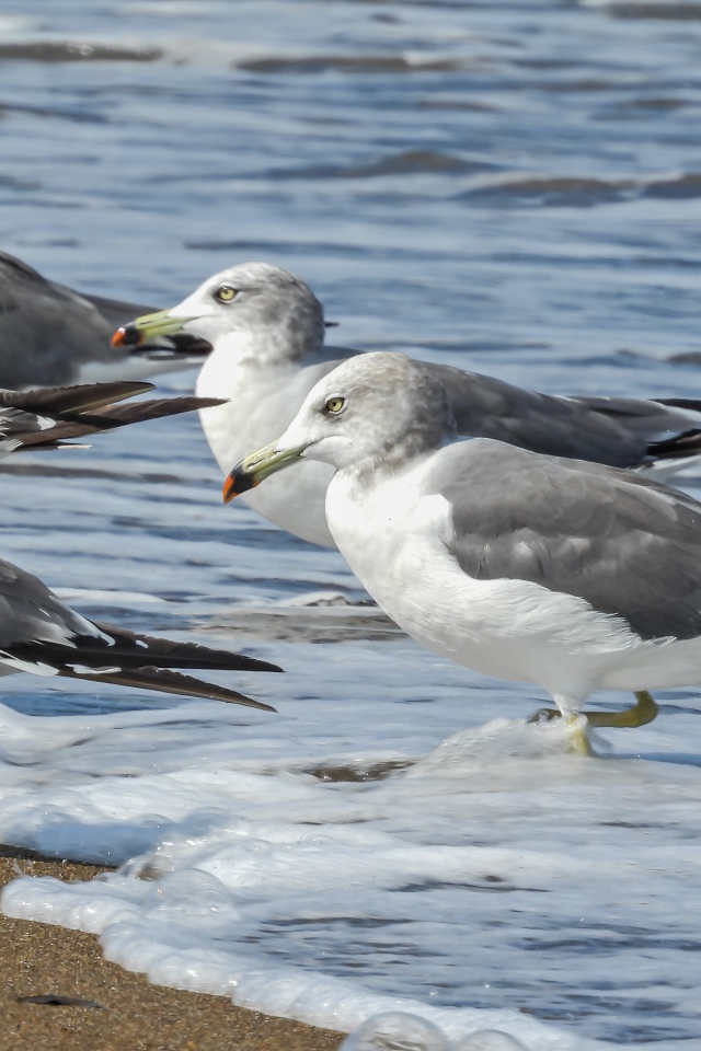 Стая серых чаек в воде у моря 