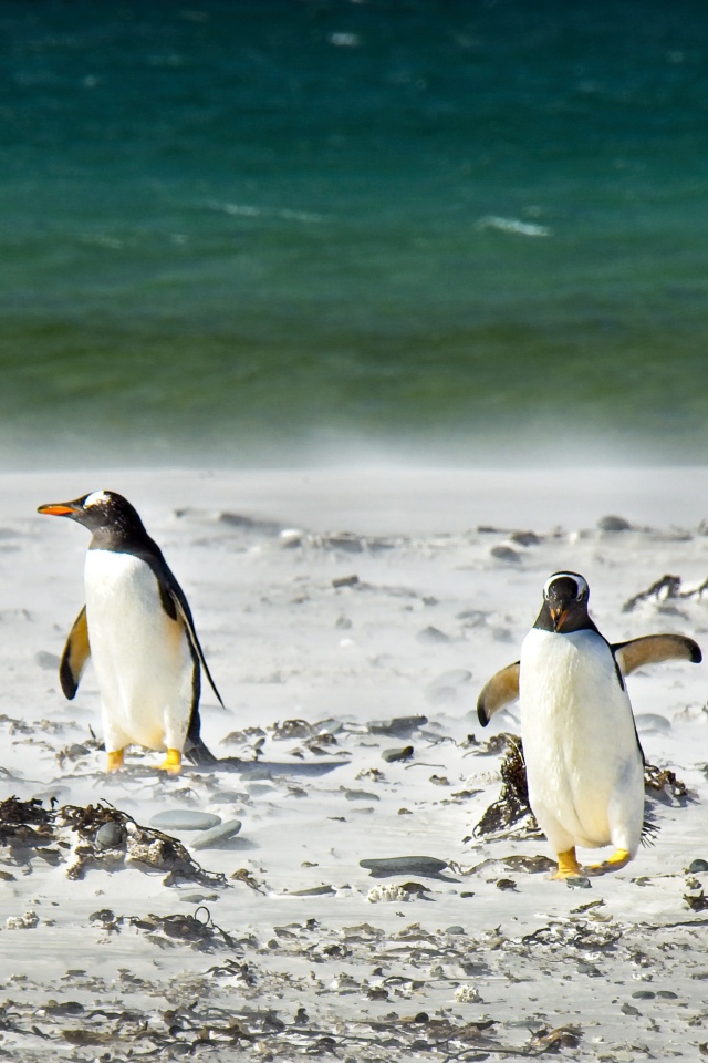A flock of penguins in the snow by the sea