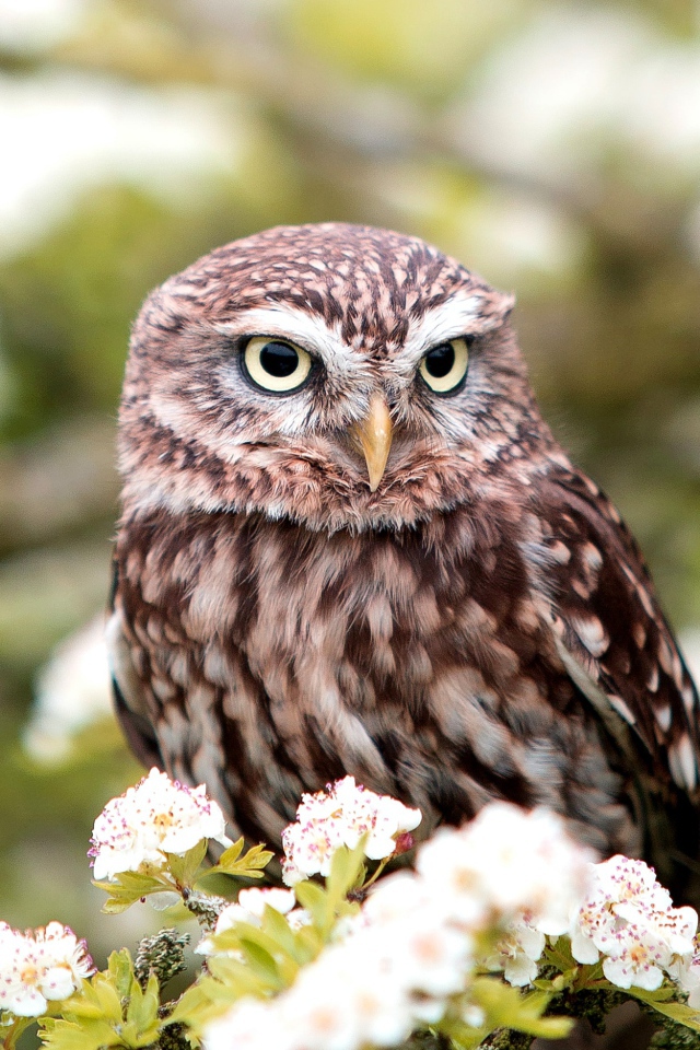 Большая сова сидит на ветке цветущей груши