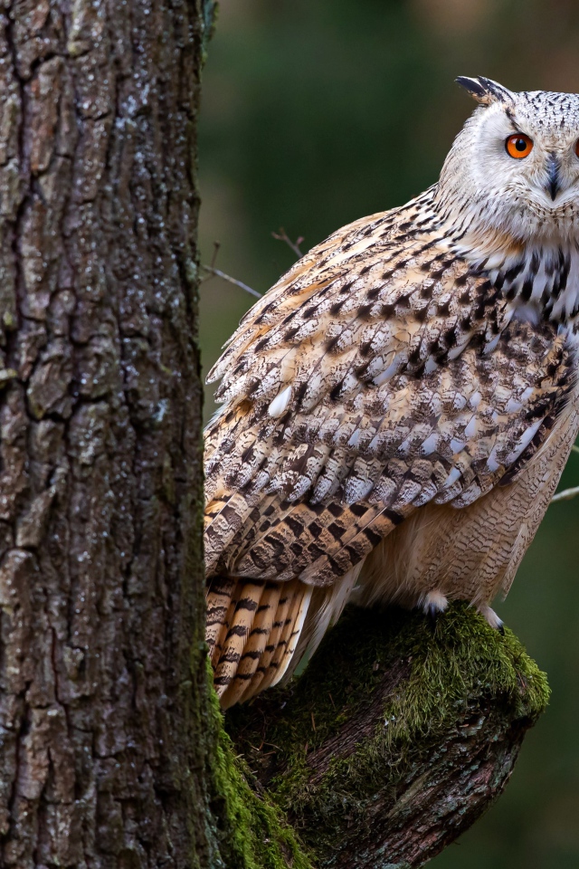 Большая сова сидит на покрытой мхом ветке