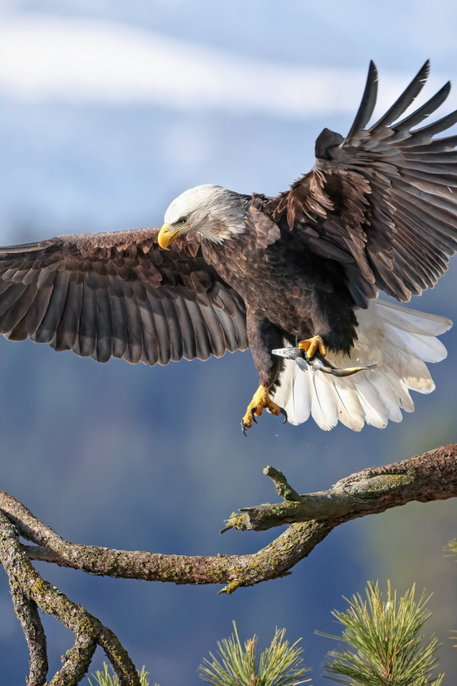 Большой хищный орел садится на ветку