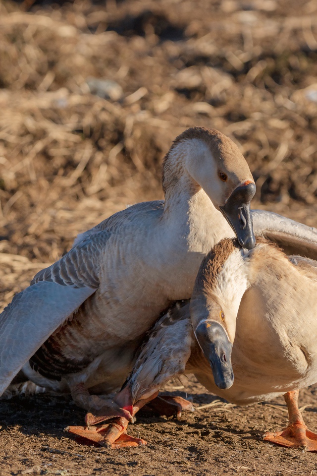 Пара серых гусей в лучах солнца 