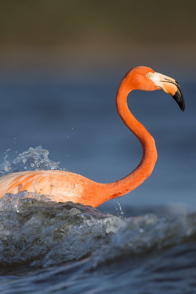 Розовый фламинго с длинным клювом стоит в воде