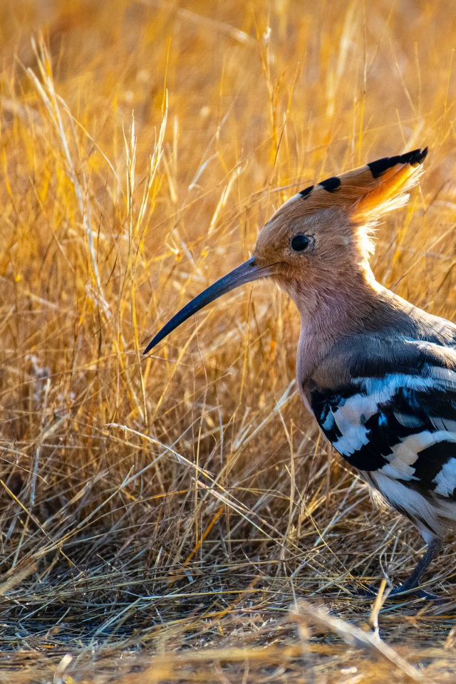 Удод с острым клювом на сухой траве