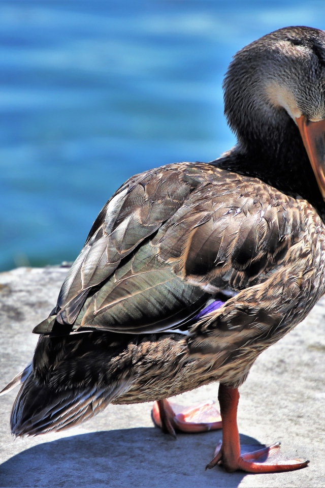 Дикая серая утка стоит у воды 