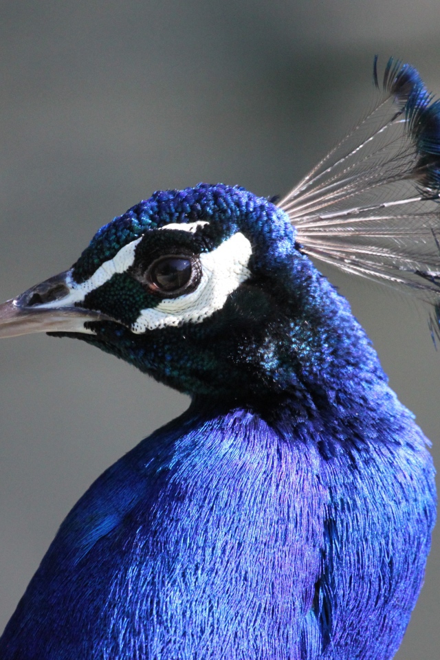 Красивый синий павлин на сером фоне 