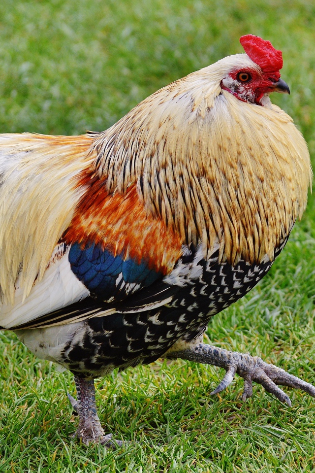 Красивый домашний петух идет по траве 