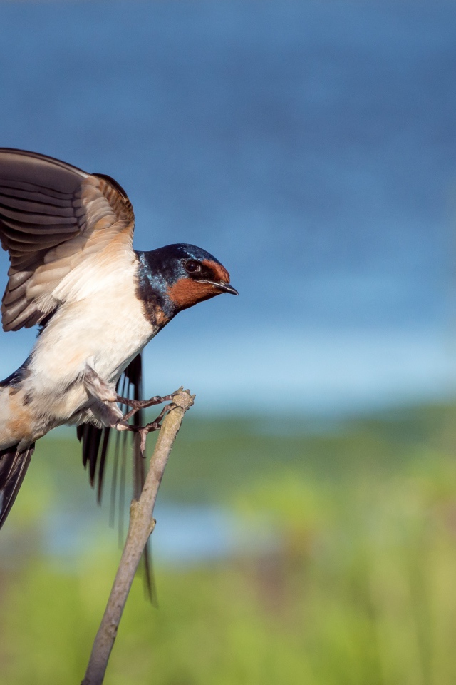 Красивый стриж сидит на ветке 
