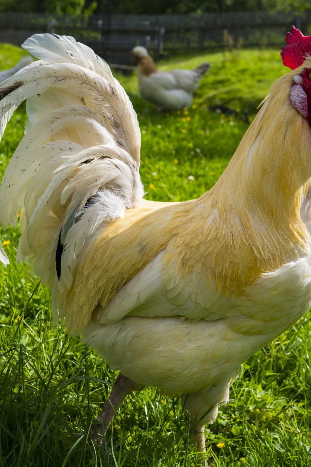 Красивый белый домашний петух на зеленой траве 