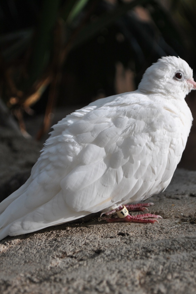 Красивый белый голубь сидит на камне