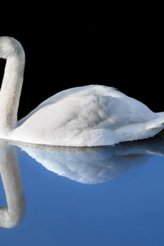 Красивый белый лебедь отражается в холодной воде