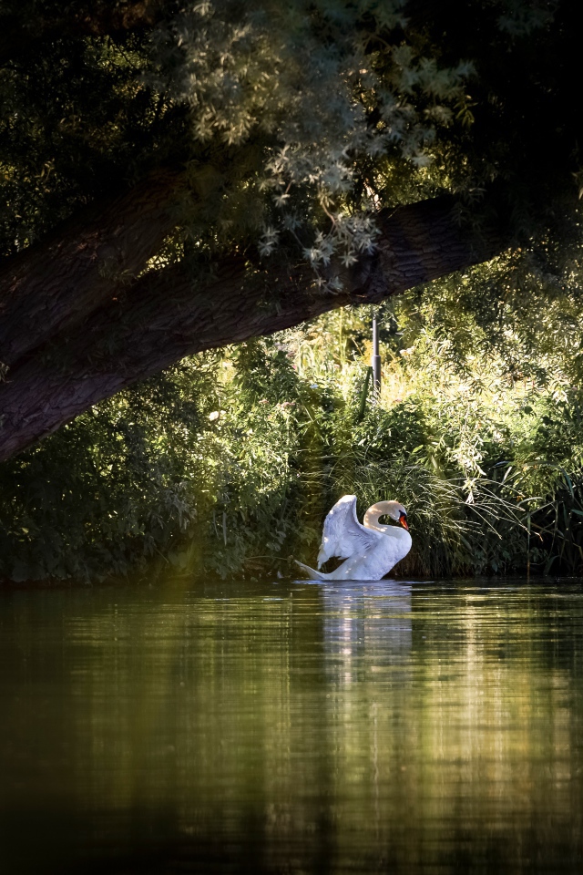 Красивый белый лебедь на пруду 
