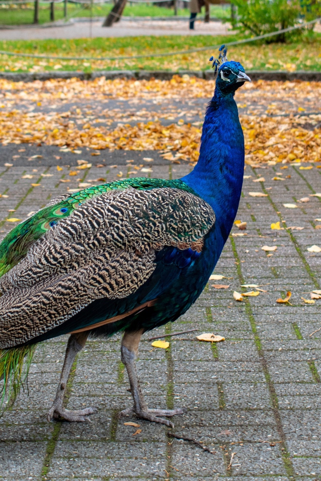 Большой красивый павлин гуляет в осеннем парке