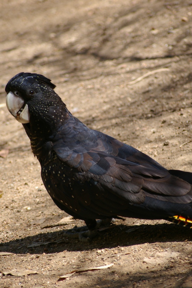 Большой черный какаду стоит на земле 