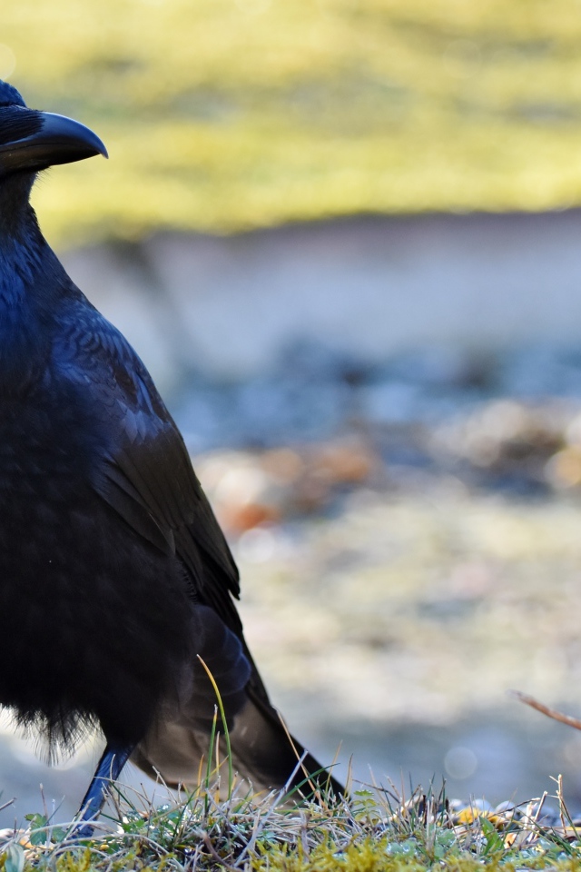 Большой черный ворон крупным планом