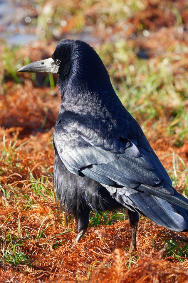 Большой черный ворон на траве 