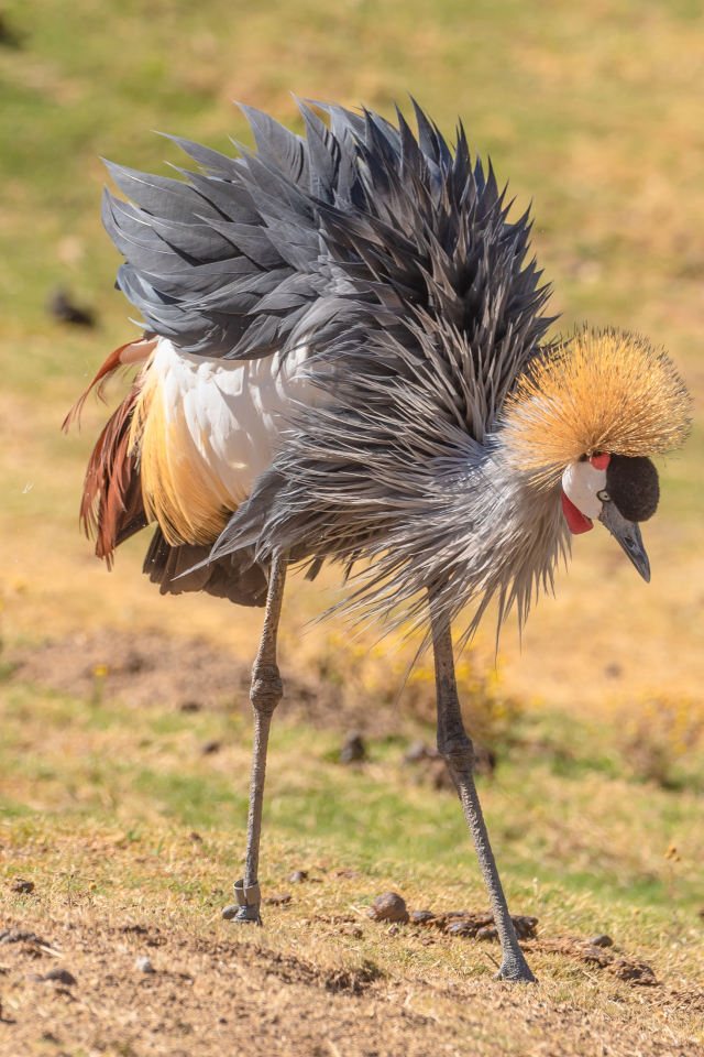 Большой серый журавль на земле 