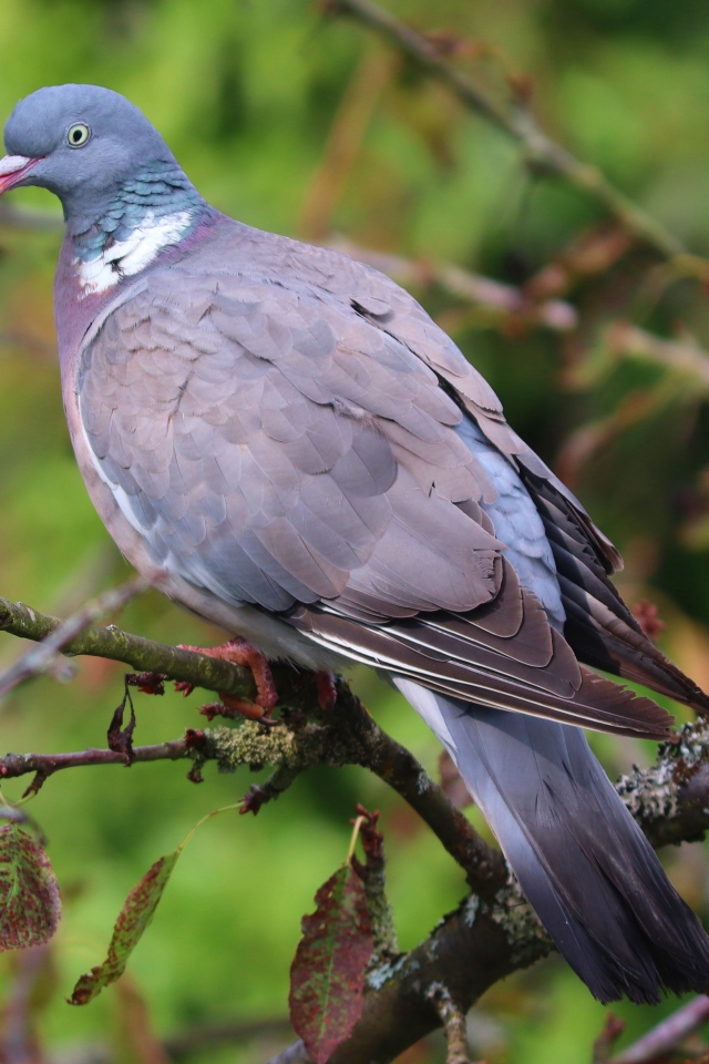 Большой серый  голубь сидит на ветке дерева