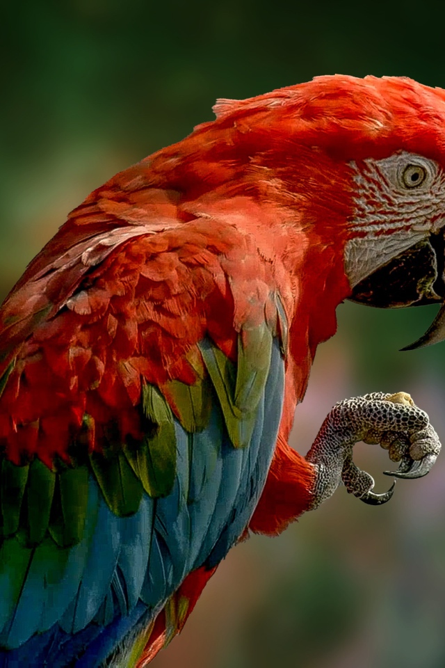 Большой ара с красной головой крупным планом 