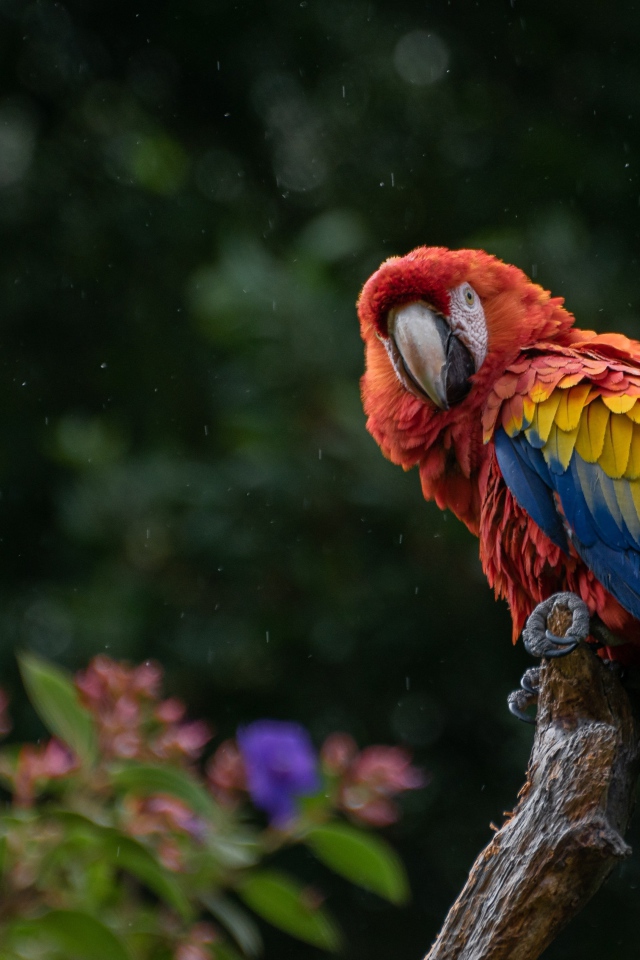 Большой попугай сидит на ветке под дождем 