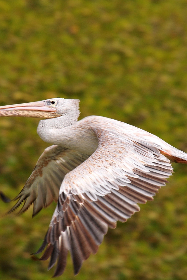 Большой пеликан парит в воздухе