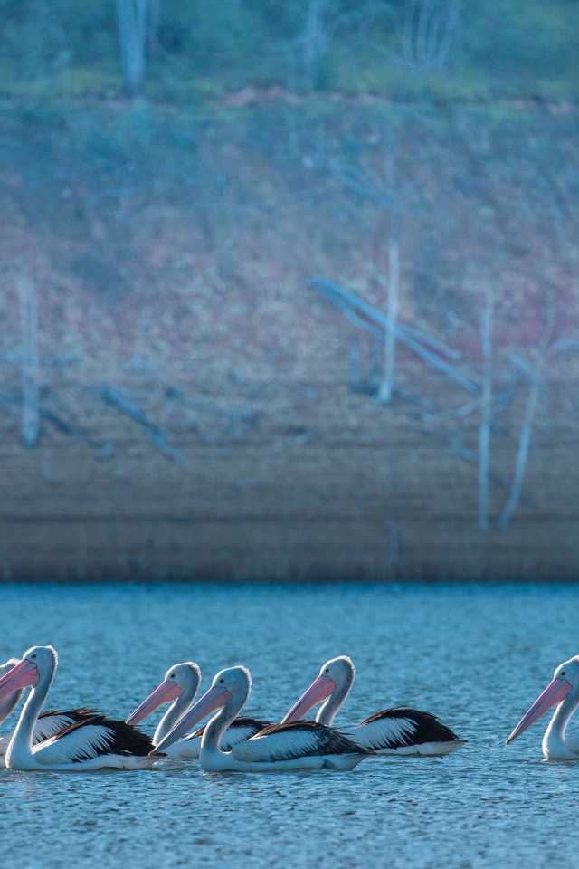 Большие пеликаны в воде 