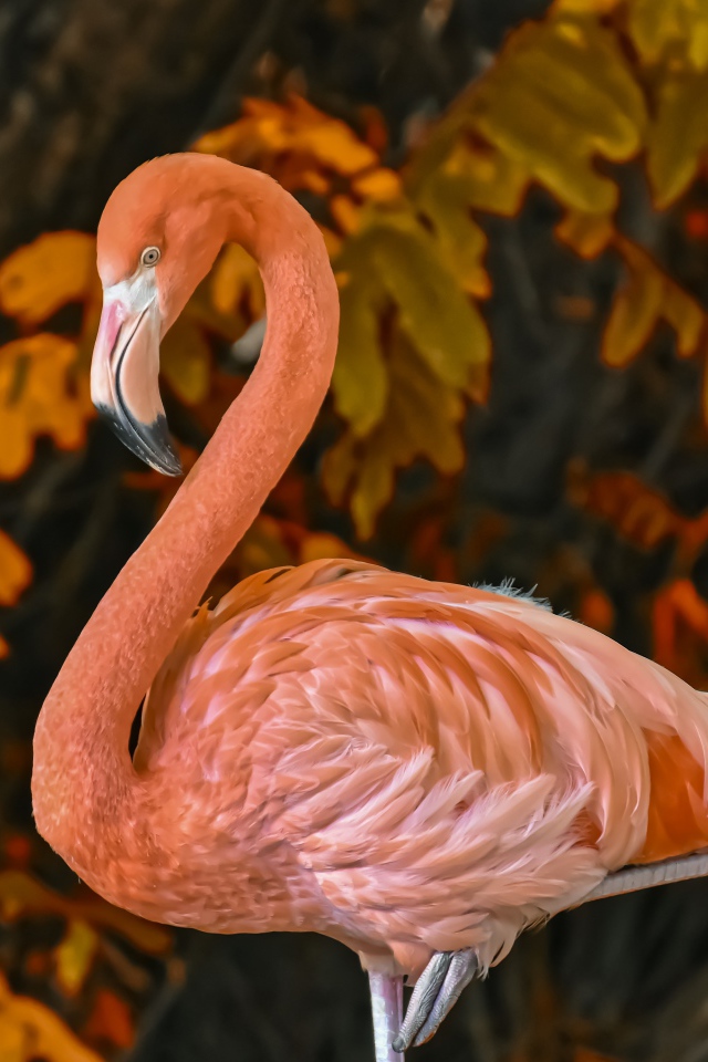 Большой розовый фламинго на фоне листьев 