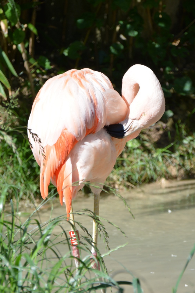 Большой розовый фламинго стоит в воде