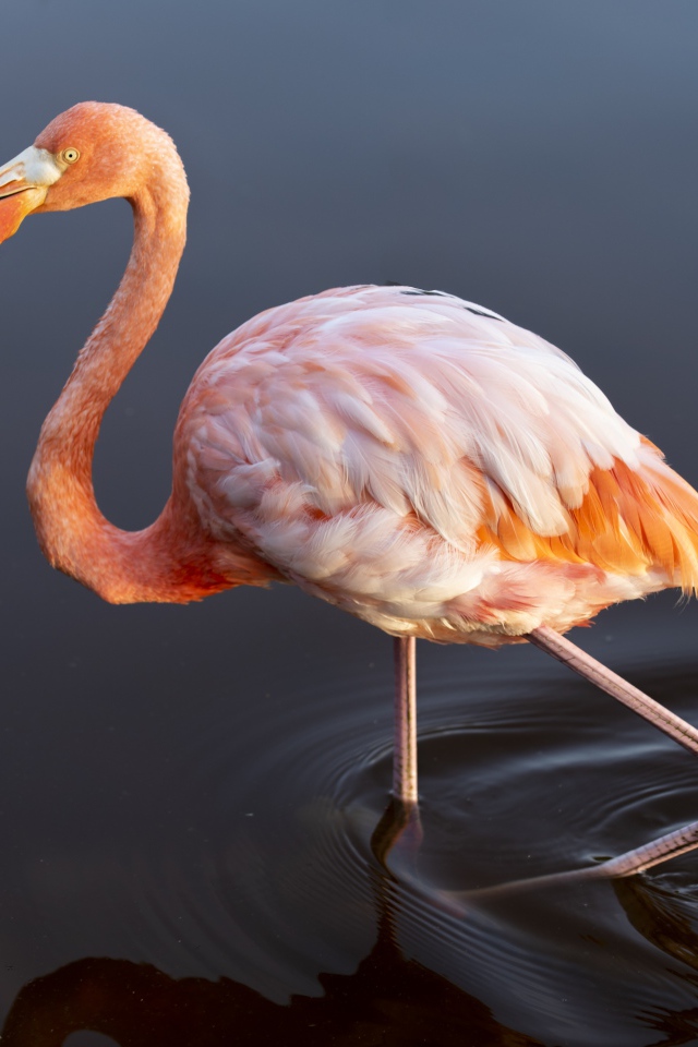 Big pink flamingo walking on the water