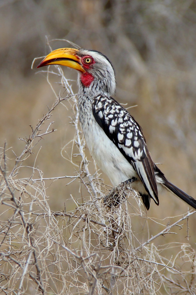 Большая  птица носорог сидит на ветке 