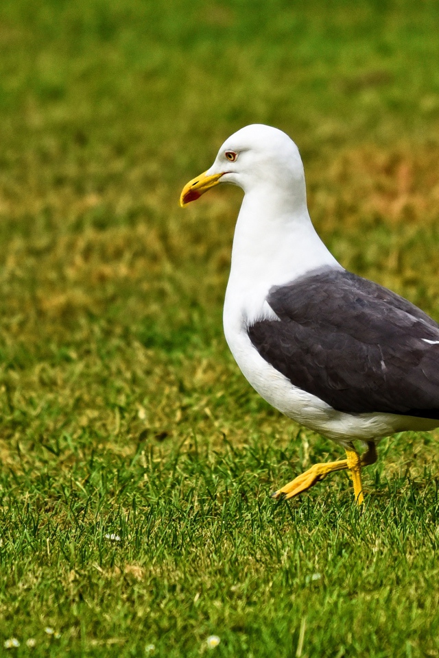 Большая чайка гуляет по зеленой траве