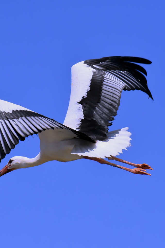 Большой аист с черными крыльями на голубом фоне