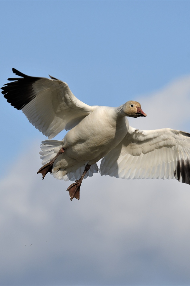Большой белый гусь летит в небе 