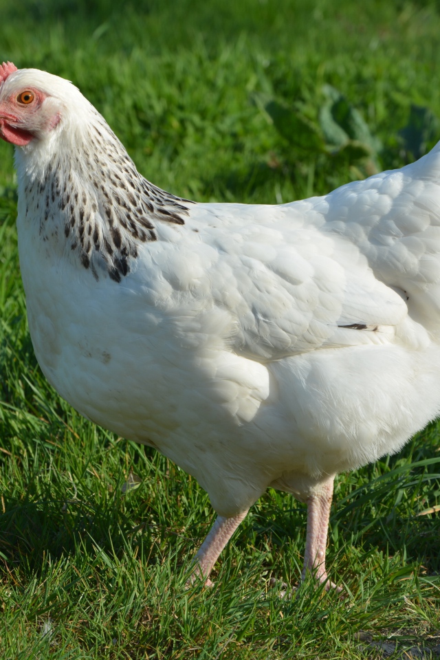 Большая белая курица гуляет по зеленой траве 