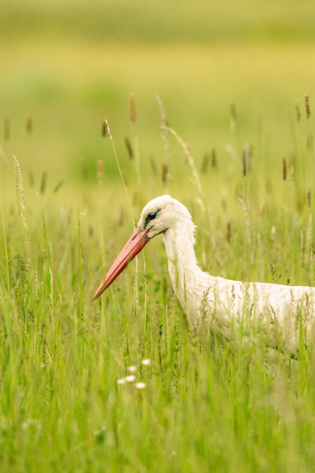 Большой белый аист  в зеленой траве 